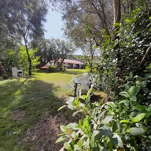 L'ulivo , Siniscola Italia